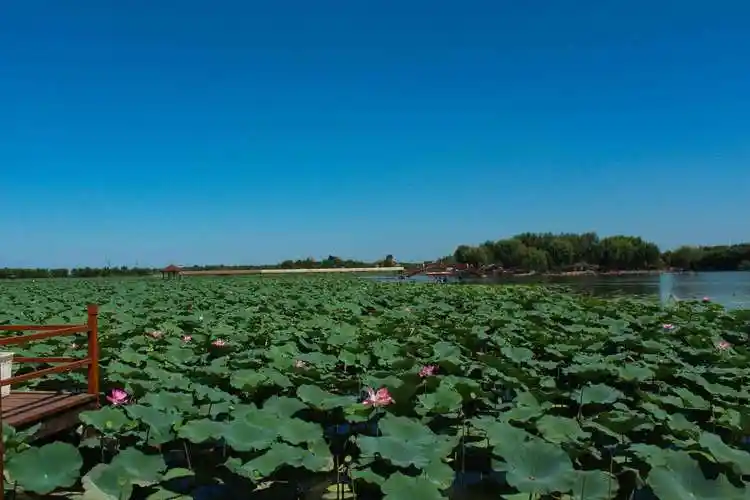 保定白洋淀风景区好玩吗?附门票信息-黄河票务网