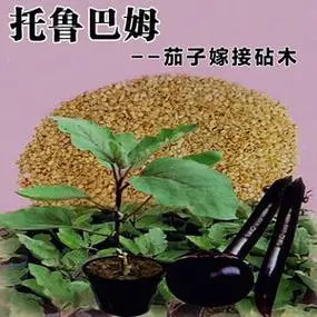 茄子嫁接专用砧木种子托鲁巴姆种籽纯野生抗病强5克装春夏秋冬季