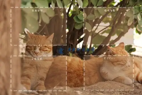 我财绝美壁纸帮你定格这个春天