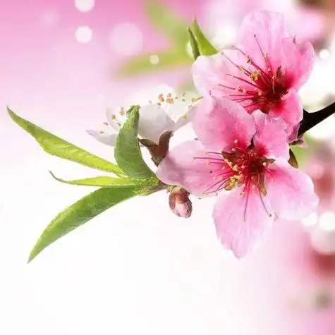 旺桃花的微信头像风水