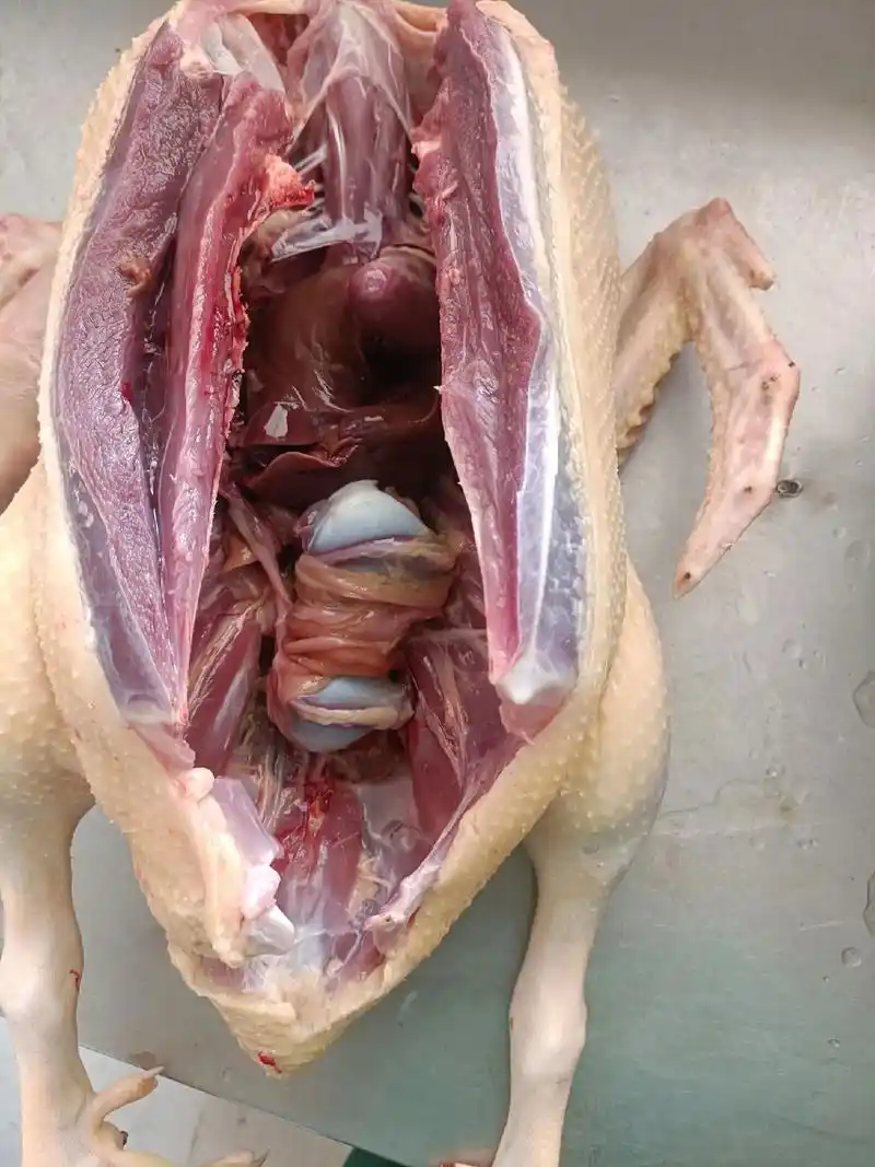 这老菜鸭真心漂亮,纯手工拔毛拔的非常干净,杀好,砍好,直接下 - 抖音