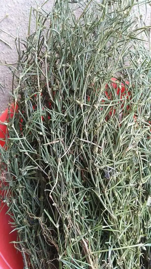 野生乌骨蛇舌草,潮汕新货干品,山蛇舌草,尖叶蛇舌草500克包邮