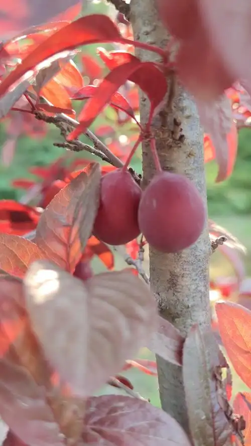 美人梅的果子首次见