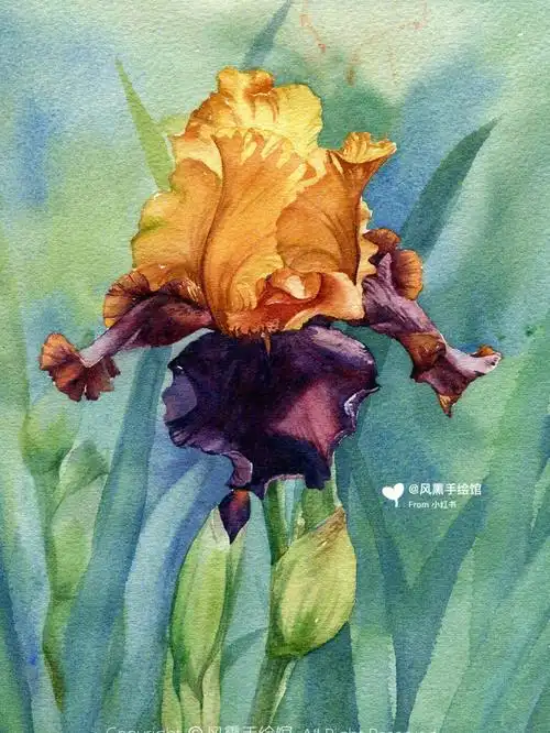 风熏手绘最爱鸢尾花合集