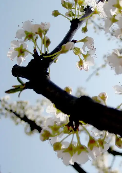 斜侧光下的樱花.
