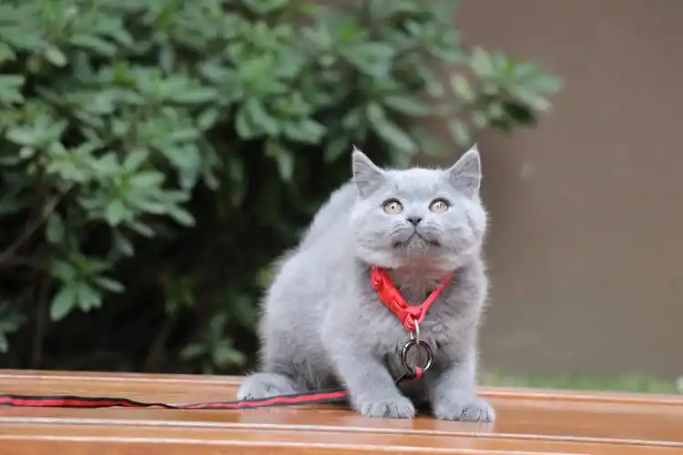 183-英短纯蓝母-红色脖圈 双血统 英国蓝猫