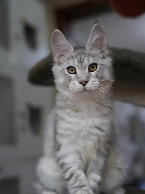 我家宠物好可爱  #缅因猫  #缅因猫舍  #银虎斑缅因猫