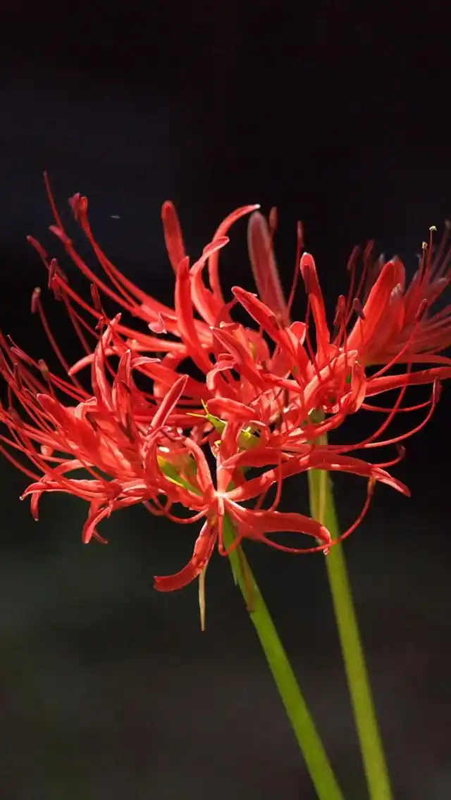 红色彼岸花图片高清手机壁纸