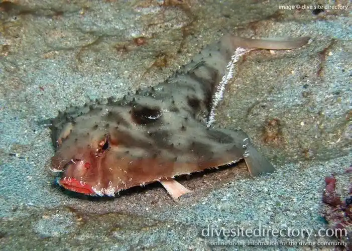 达氏蝙蝠鱼的烈焰红唇,给你来自一个大海的么么哒