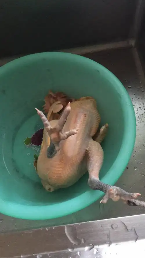 鸡毛拔干净,准备剪抛