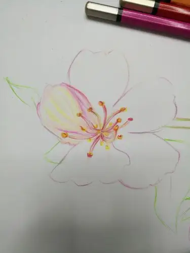 满树浪漫如云似霞樱花彩铅教程