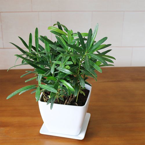 罗汉松常青松室内观叶绿植物四季常青桌面盆栽绿植