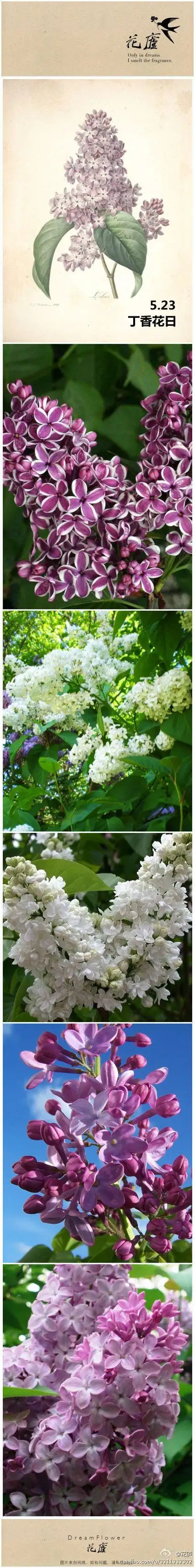 [花语·5月23日·丁香花日]思念之爱.