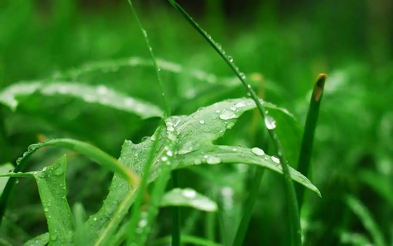 超清护眼绿色植物图片宽屏壁纸高清大图预览1920x1200_植物壁纸下载