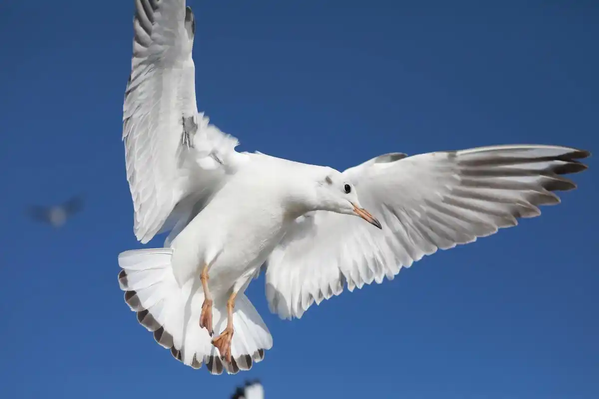 海鸥- 爱旅游摄影的小厚 - 抖音