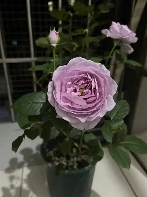 我的月季花  #月季养护  #月季  #蓝色风暴  #月季蓝色风暴