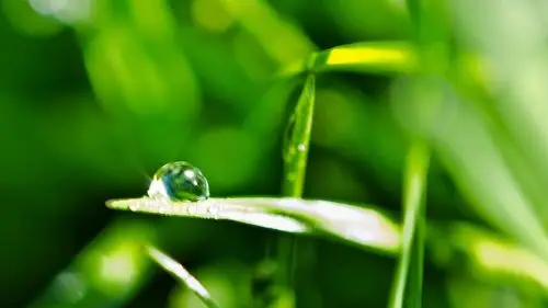 绿色护眼清新植物屏保_为你的眼睛点缀绿意_风景壁纸