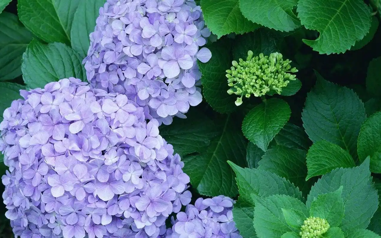 首页 桌面壁纸 植物壁纸 唯美好看的植物花卉图片电脑壁纸上一张 下一