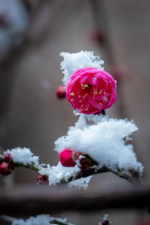 雪中梅花开