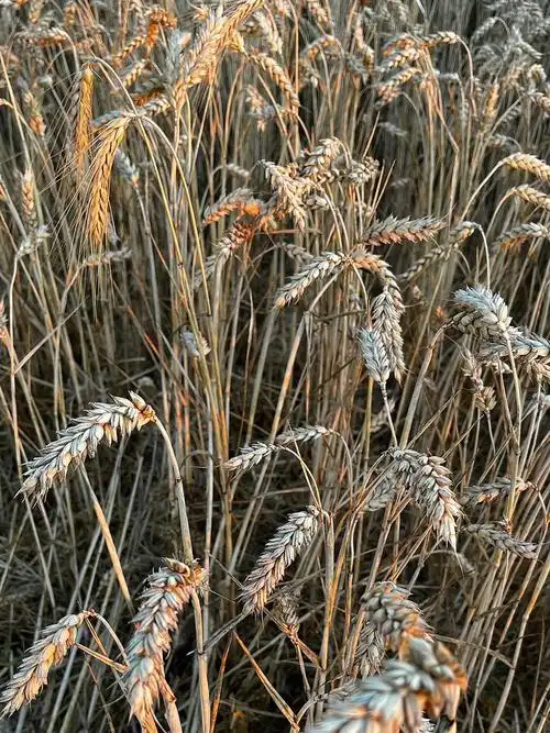 日落时分的金色麦田