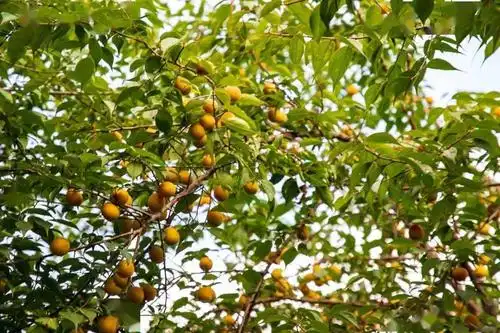 达川乌梅枝头卧山间果香醉人间