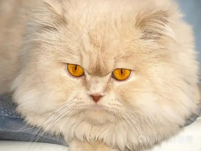 有着橙色眼睛的波斯猫