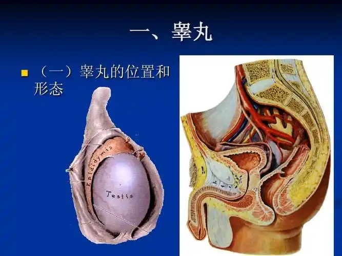 人体解剖学 第六章 生殖系统-男性生殖系统ppt