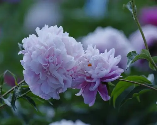 芍药花图片第1张