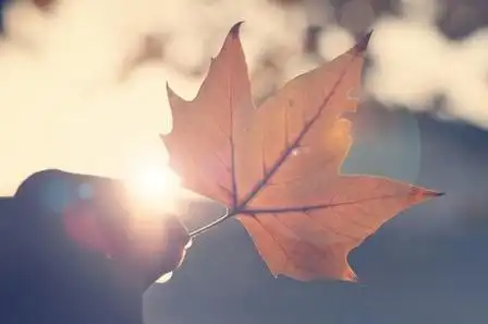精选唯美伤感静物意境图片素材分享!
