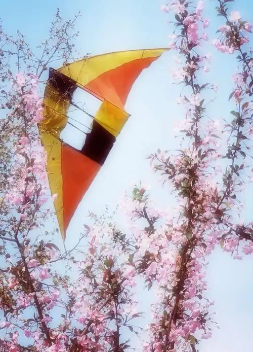 鲜艳夺目的风筝,挂在树上下不来了.