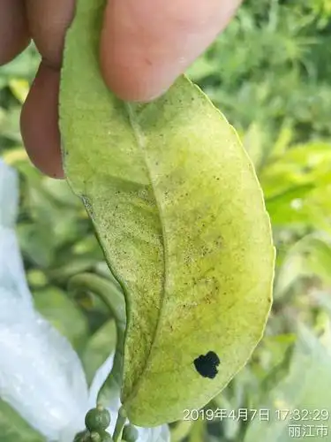 叶子背面爬满了红蜘蛛