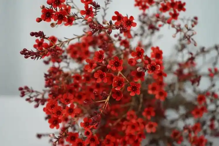 红色腊梅,小小的花朵承载着对新年的期待,在冬天开得热烈,开得烂漫
