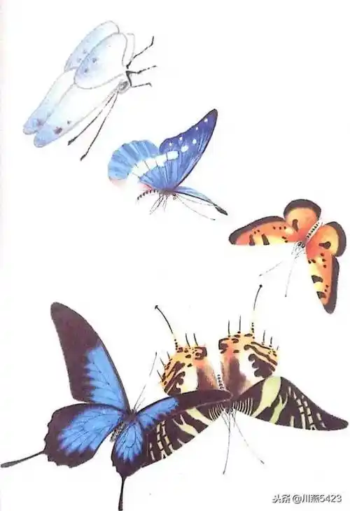 素材 | 一组漂亮的蝴蝶工笔素材44图 请收藏