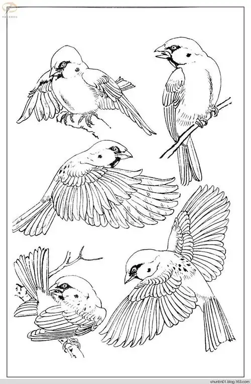 【转载】线描百鸟图1
