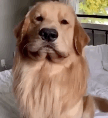 我家金毛长了个屁股下巴哈哈哈