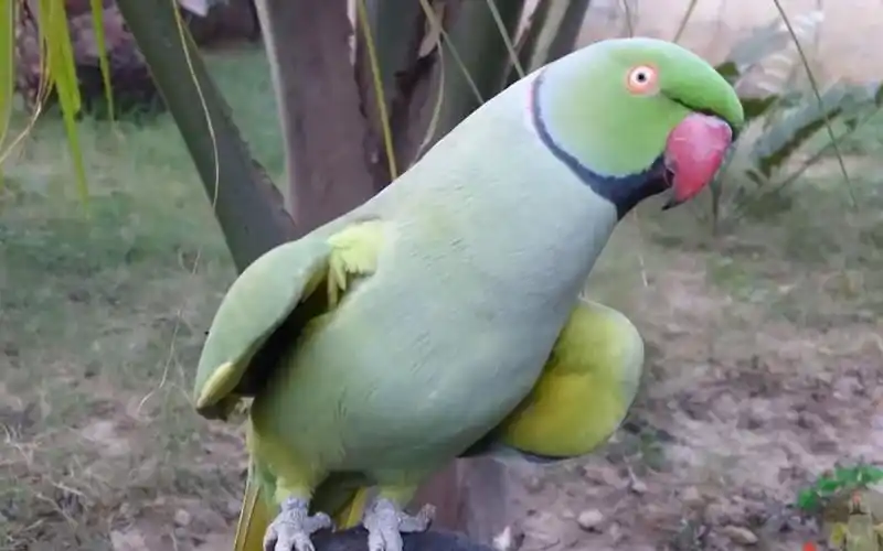 跳舞的月轮,浑身都是戏!