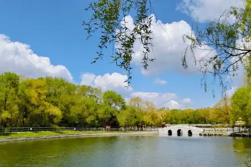 《湖畔有梅花一簇》-平房公园初夏美景