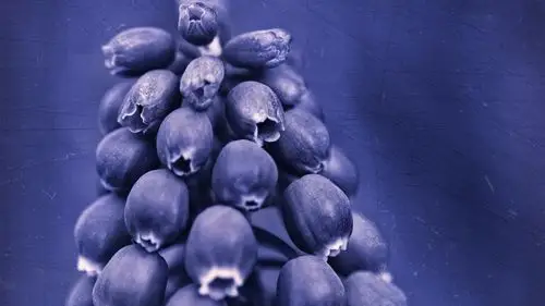 蓝紫色的花朵特写 壁纸