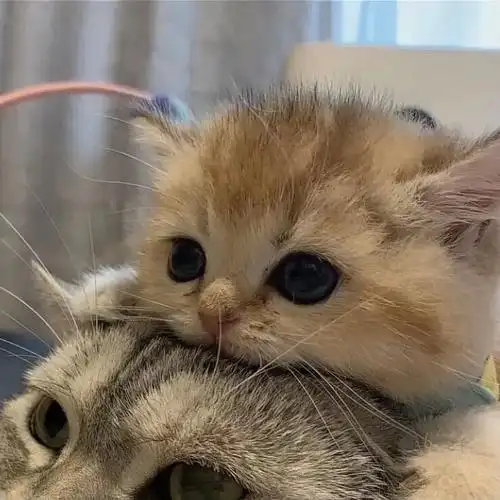 可爱的猫咪头像喜欢的收藏点赞o