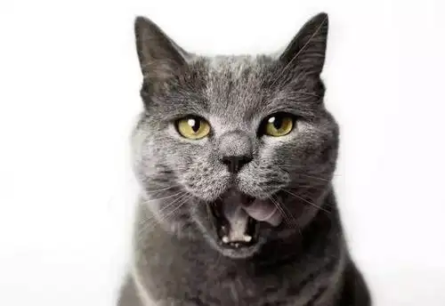 猫咪的呼噜声有哪些意义呢猫咪不同的叫声在表达什么意思呢