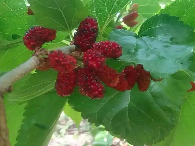 家乡的桑葚品种很多,有的比大豆粒稍大,有的比小拇指肚还大.