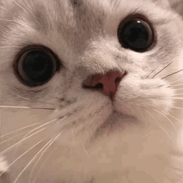 猫咪gif表情包合集|醒醒,上班了