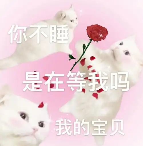 猫  #猫咪  #吸猫#我家宠物好可爱  #表情包  #表情包分享#我最澳的