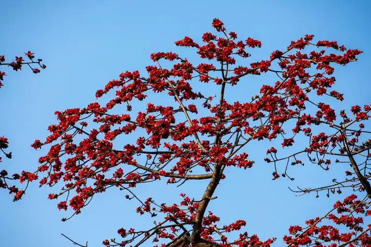 航拍最美木棉王开花了中山纪念堂变身花海
