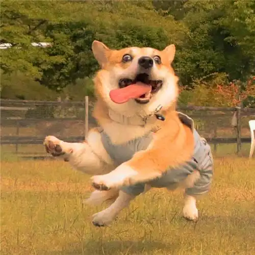 搞笑图片快乐的小狗头像