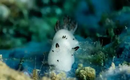 一起来认识一下海中最萌生物海兔吧