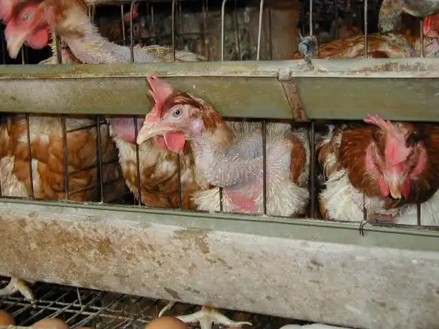 鸡病图片集实用照片合集