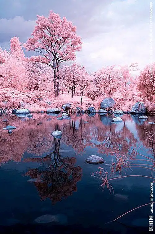 桃花摄影图__自然风景_自然景观_摄影图库_昵图网nipic.com