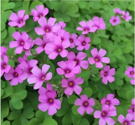 基地直销红花酢浆草紫叶酢浆草种球红叶幸运草盆栽红花醡浆草