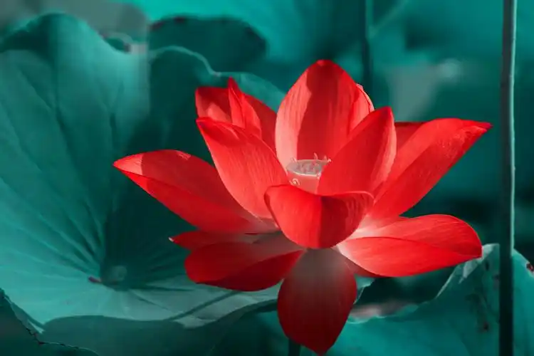 映日荷花别样红